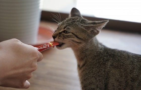 チャオチュール